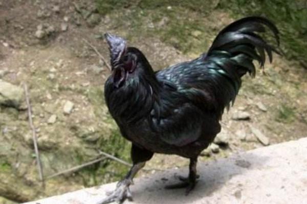 烏骨雞市場價格多少錢一斤 烏骨雞的介紹