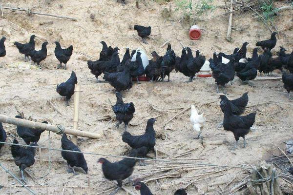 烏骨雞市場價格多少錢一斤 烏骨雞的介紹