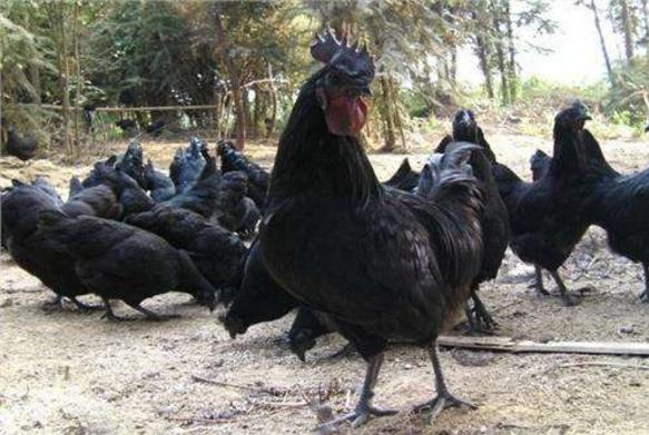 烏骨雞市場價格多少錢一斤 烏骨雞的介紹