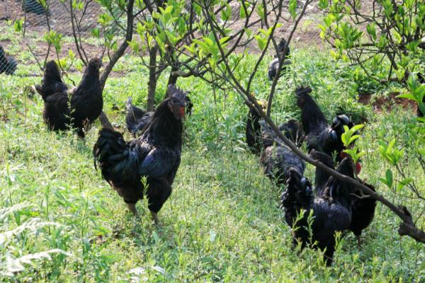 烏骨雞市場價格多少錢一斤 烏骨雞的介紹