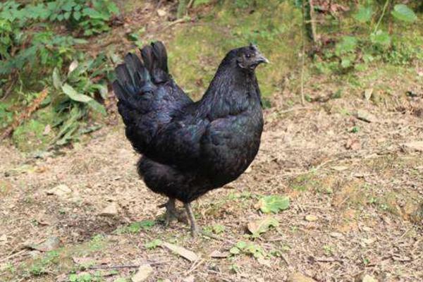 烏骨雞與烏雞的區別是什么 烏骨雞和普通雞的區別