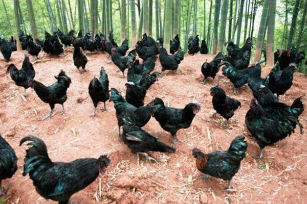 烏骨雞怎么養(yǎng) 烏骨雞養(yǎng)殖技術(shù)與注意事項