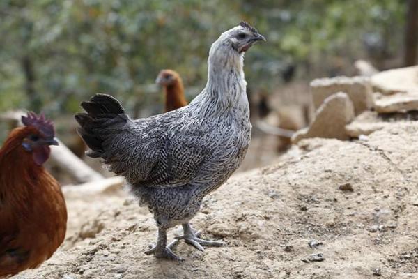 無(wú)量山烏骨雞苗市場(chǎng)價(jià)格多少錢(qián)一只 無(wú)量山烏骨雞簡(jiǎn)介