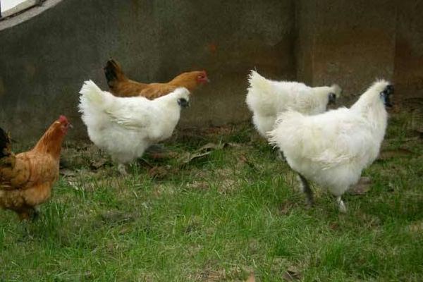 絲羽烏骨雞市場(chǎng)價(jià)格多少錢一斤 絲羽烏骨雞簡介