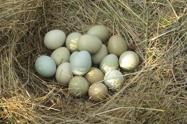 烏骨雞蛋的功效與作用 烏骨雞蛋的營養價值