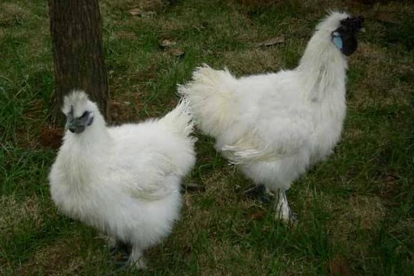 絲羽烏骨雞市場價格多少錢一斤 絲羽烏骨雞簡介