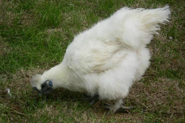 絲羽烏骨雞市場價格多少錢一斤 絲羽烏骨雞簡介