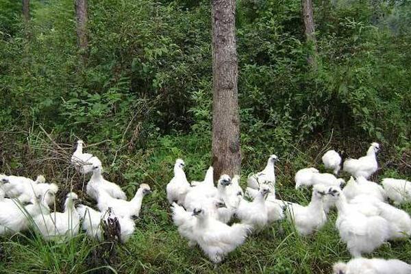 絲羽烏骨雞市場價格多少錢一斤 絲羽烏骨雞簡介