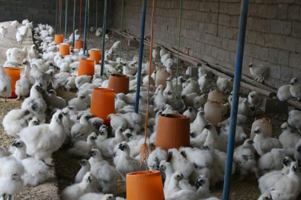 絲羽烏骨雞市場價格多少錢一斤 絲羽烏骨雞簡介