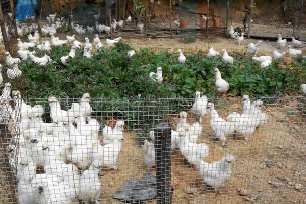 絲羽烏骨雞市場價格多少錢一斤 絲羽烏骨雞簡介