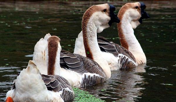 養1000只獅頭鵝利潤有多少 獅頭鵝的雛鵝養殖技術