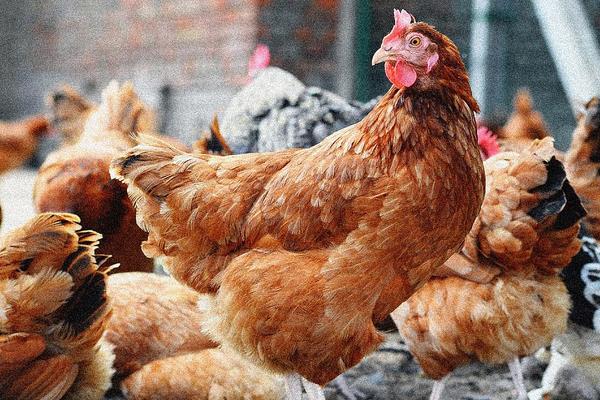 第一只雞是怎么來的 現有蛋還是先有雞