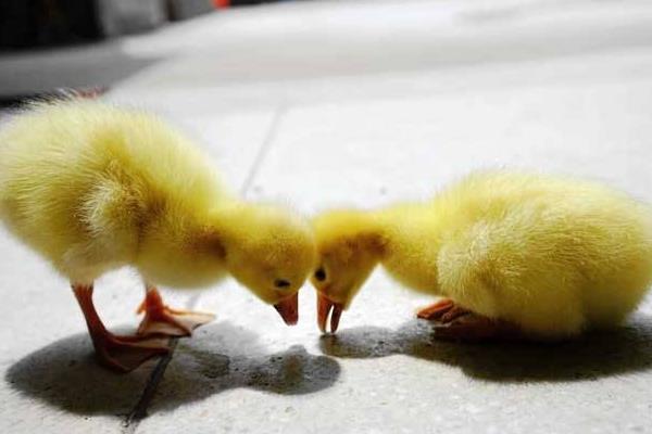 雛鵝的飼養管理 雛鵝疾病防治方法