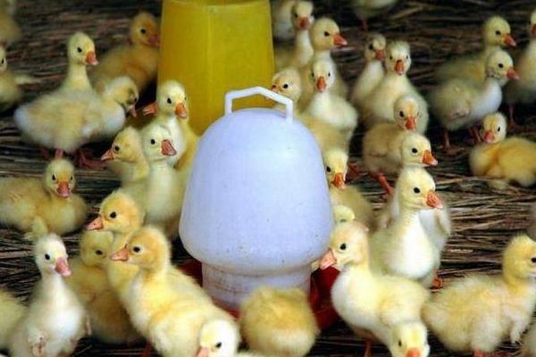 雛鵝的飼養(yǎng)管理 雛鵝疾病防治方法