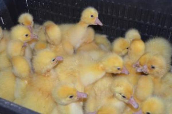 雛鵝的飼養(yǎng)管理 雛鵝疾病防治方法