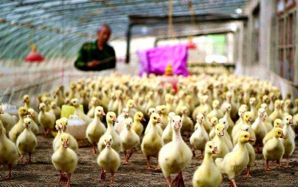 雛鵝的飼養(yǎng)管理 雛鵝疾病防治方法