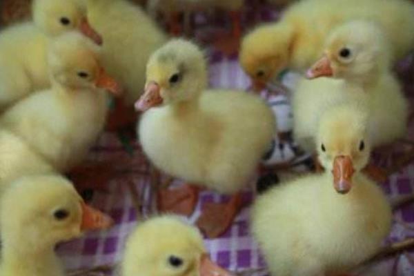 雛鵝的飼養(yǎng)管理 雛鵝疾病防治方法