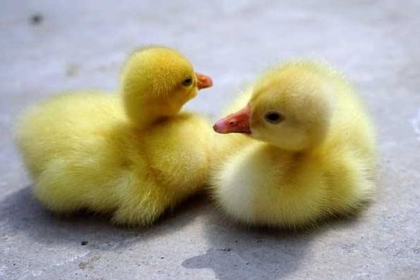雛鵝的飼養(yǎng)管理 雛鵝疾病防治方法