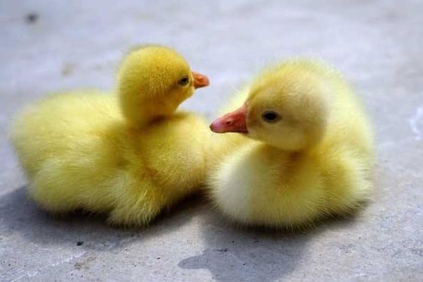 雛鵝互相啄毛怎么辦 雛鵝啄背毛解決方法