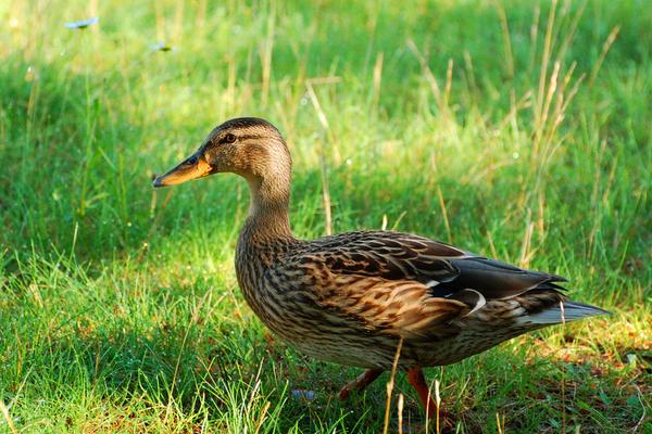 鴛鴦和鴨子的區別是什么 鴨子的功效與作用