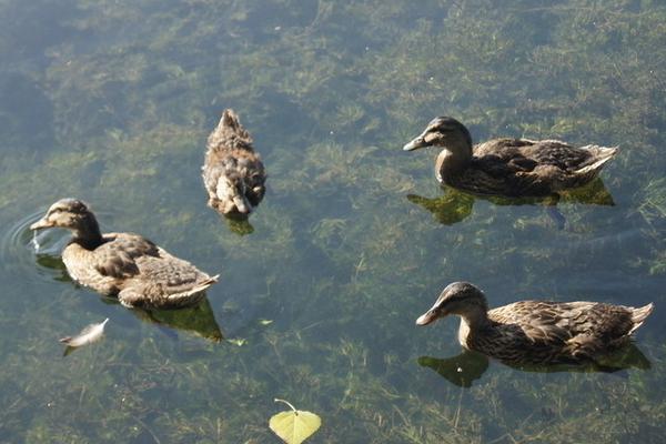 鴨子怎么分辨公母 老鴨的分辨方法
