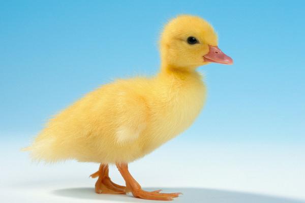 小鴨子脫毛是怎么回事 鴨子脫毛方法有哪些