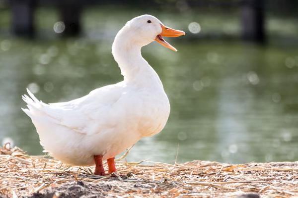 鴨子怎么分辨公母 鴨子的尾巴像什么