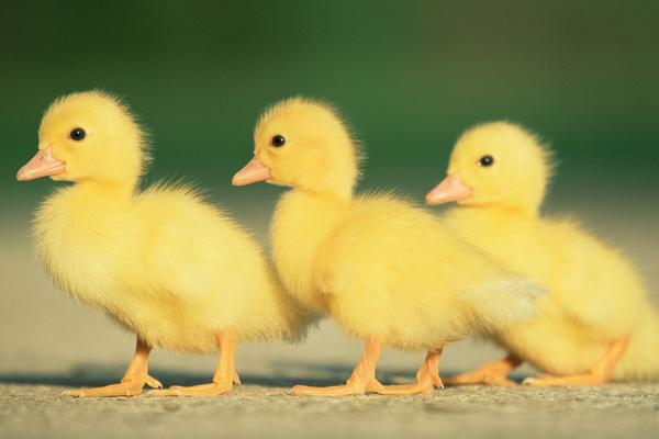 鴨子苗市場價格多少錢一只 鴨子苗怎么喂食