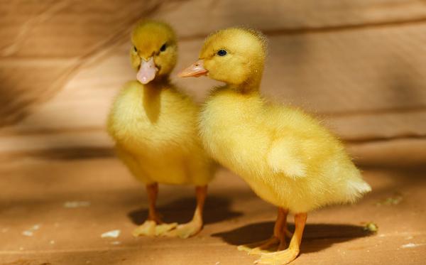 雛鴨養(yǎng)殖技術(shù) 雛鴨育雛技術(shù)