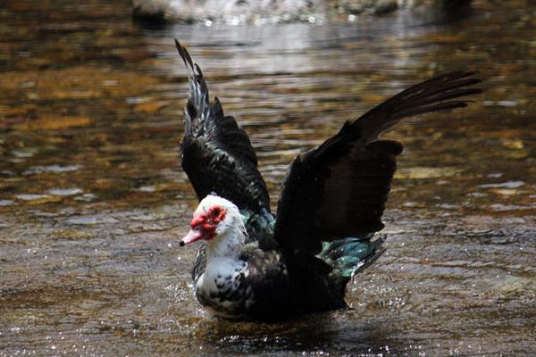 番鴨的功效與作用 番鴨營養價值