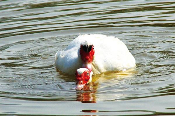 番鴨圖片大全 番鴨是什么鴨 番鴨簡介