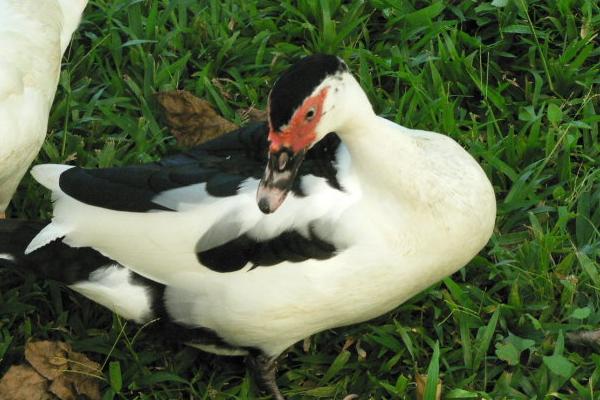 番鴨怎么養(yǎng) 番鴨養(yǎng)殖技術(shù)與注意事項