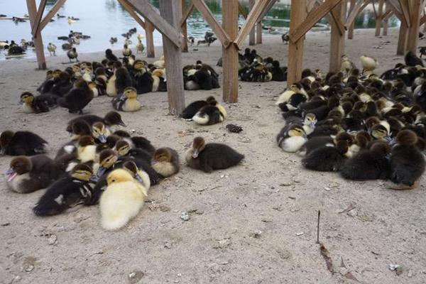 番鴨苗市場價格多少錢一只 番鴨苗怎么養殖