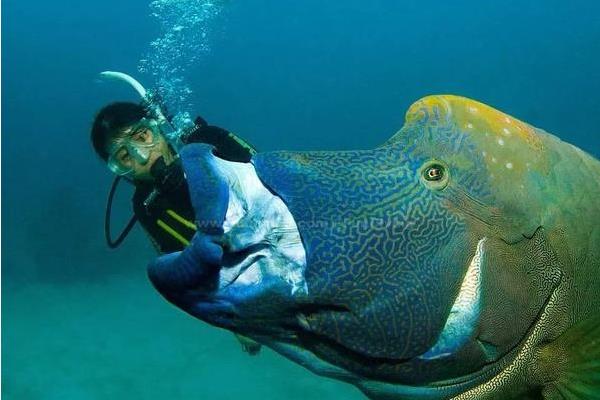 夢見魚吃人是什么意思 夢到一條大魚把人吃了有什么預兆