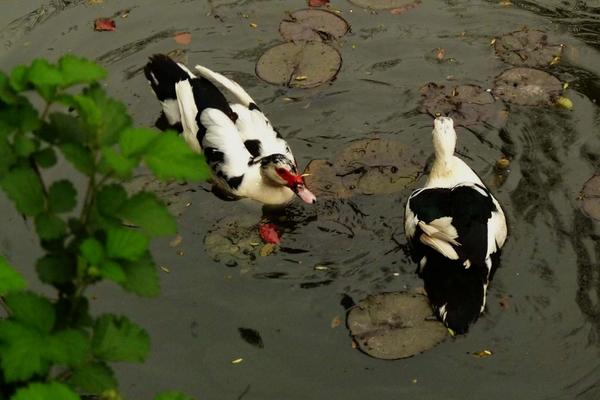 土番鴨和正番鴨的區別是什么 番鴨營養價值