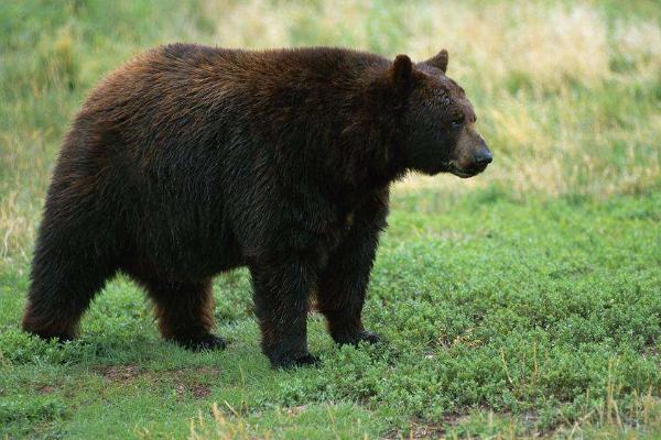 夢見黑熊是什么意思 夢到被黑熊追有什么預兆