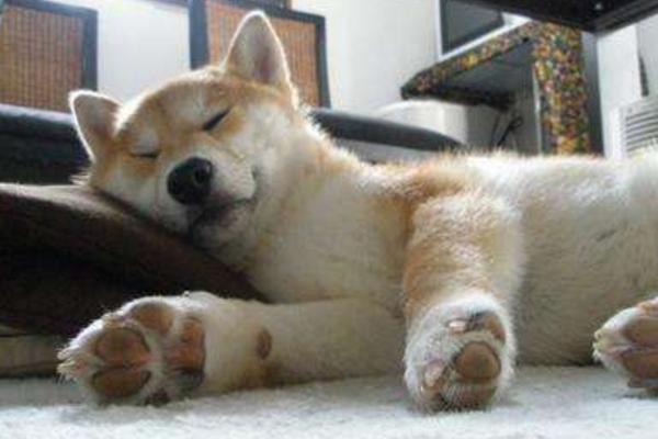 夢見把狗打死了是什么意思 夢到自己打死了一只狗有什么預兆