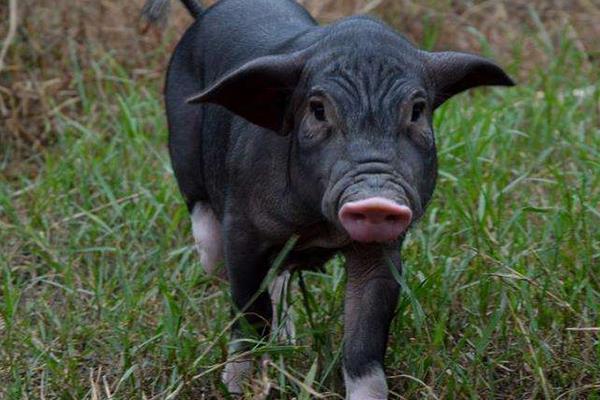 養(yǎng)黑豬賺錢(qián)嗎 黑豬養(yǎng)殖的成本及利潤(rùn)分析