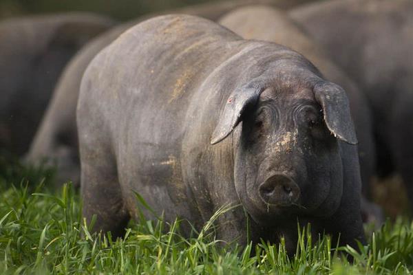 養黑豬賺錢嗎 黑豬養殖的成本及利潤分析