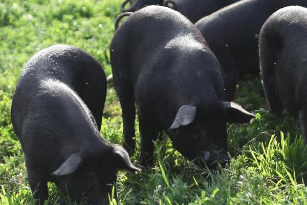 養黑豬賺錢嗎 黑豬養殖的成本及利潤分析