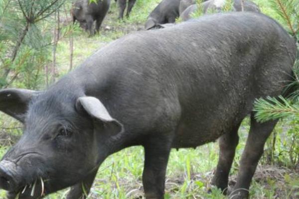 養黑豬賺錢嗎 黑豬養殖的成本及利潤分析