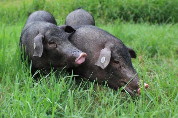 養黑豬賺錢嗎 黑豬養殖的成本及利潤分析