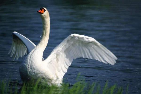 一只鵝一般有多少斤 一只鵝大概多少錢