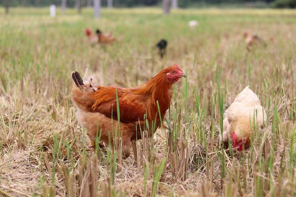 一只雞一般有多少斤 一只雞大概多少錢