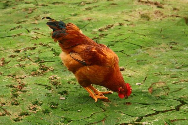 一只雞一般有多少斤 一只雞大概多少錢