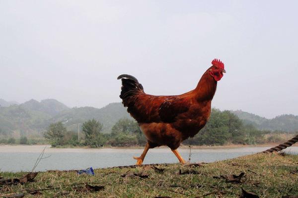 一只雞一般有多少斤 一只雞大概多少錢