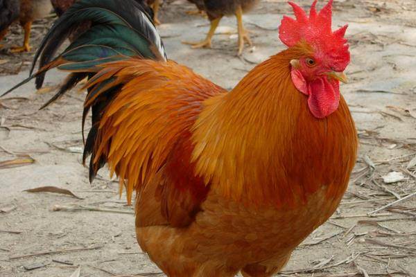 一只雞一般有多少斤 一只雞大概多少錢