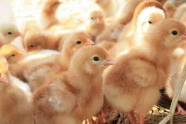 一只雞一般有多少斤 一只雞大概多少錢