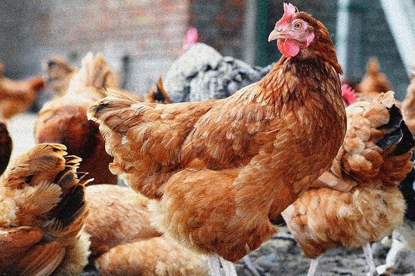 一只雞一般有多少斤 一只雞大概多少錢