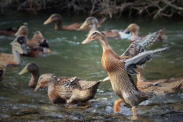 一只鴨一般有多少斤 一只鴨大概多少錢